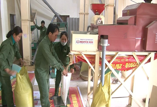 Lệ Thủy: Chú trọng sản xuất lúa chất lượng cao