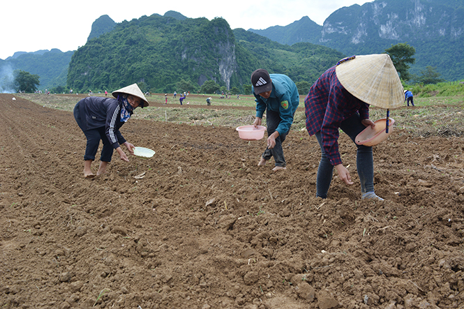 Quảng Ninh: Đẩy nhanh tiến độ sản xuất vụ hè-thu