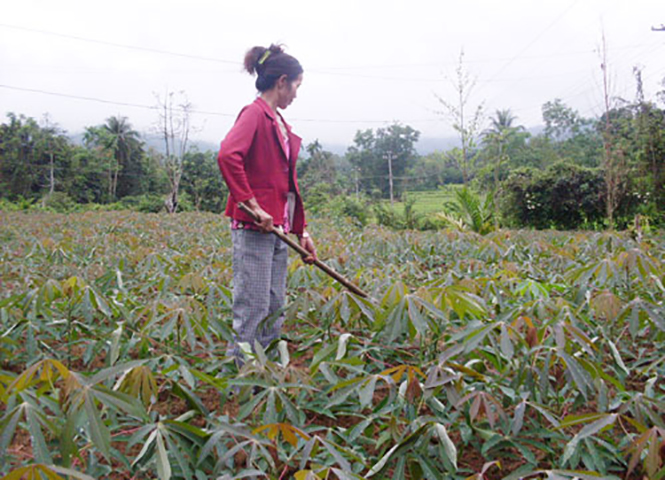 Lệ Thủy: Tích cực phát triển cây sắn nguyên liệu