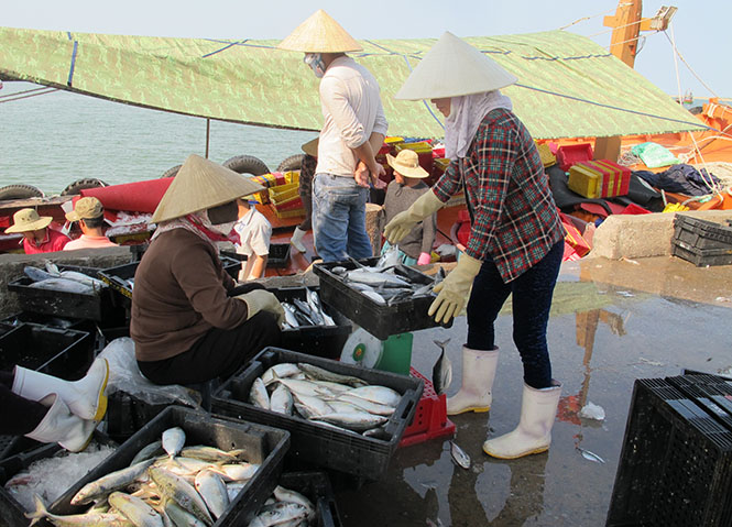 Quảng Trạch: Sản lượng khai thác thủy hải sản tăng 7,29%
