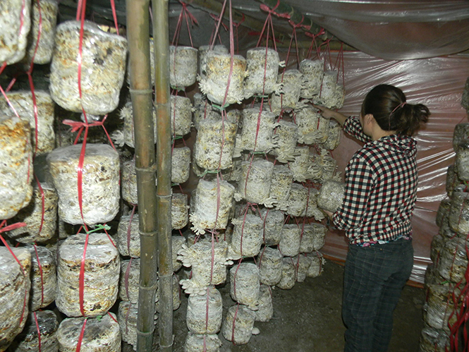 Phụ nữ Tuyên Hoá: Chung sức xây dựng nông thôn mới