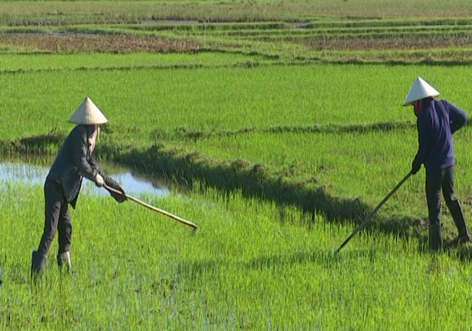 Thị xã Ba Đồn: Tích cực chăm sóc lúa hè-thu