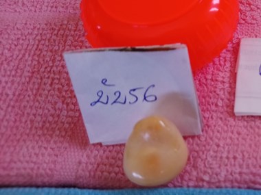 Ngư dân Bạc Liêu đánh bắt được viên ngọc ốc quý hiếm