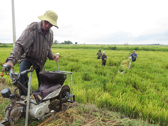 "Lực sỹ" trên... ruộng lầy