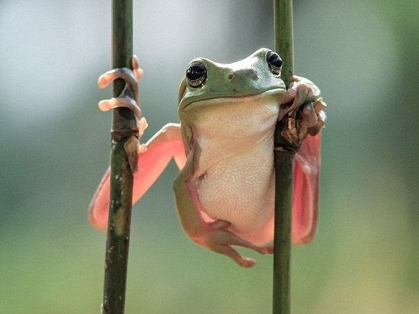 Costa Rica phát hiện loài ếch được cho là đã tuyệt chủng