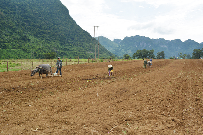 Quảng Ninh: Hướng đến hình thành cánh đồng mẫu lớn