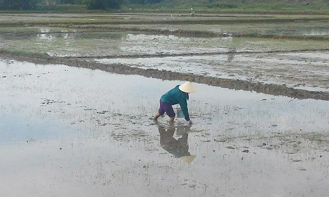 Tập trung phòng trừ ốc bươu vàng hại lúa hè-thu