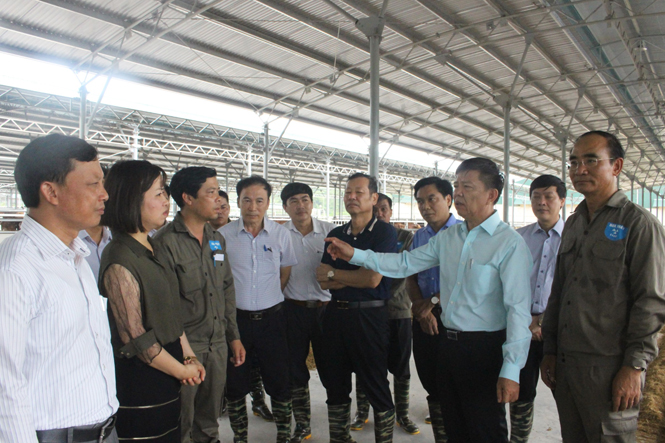 Chuyển dần sang chăn nuôi bò thịt áp dụng công nghệ cao