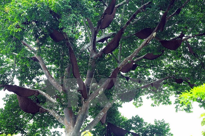Kỳ lạ "cây tổ ong" khổng lồ của người dân tộc Thái ở Điện Biên
