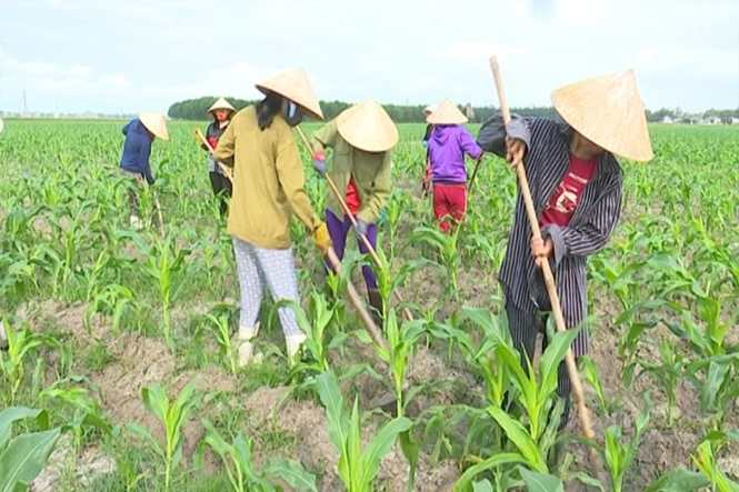 Thị xã Ba Đồn: Đẩy mạnh chuyển đổi cơ cấu cây trồng