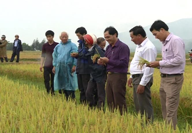 Quảng Trạch: Phát triển nông nghiệp theo hướng năng suất, chất lượng