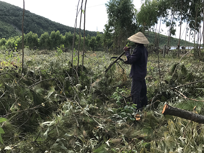 Quảng Trạch: Trồng mới 242ha rừng