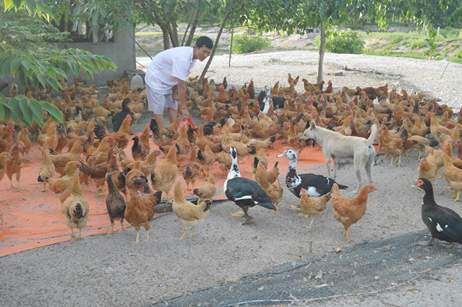 Chuyện làm kinh tế trang trại ở Thanh Trạch