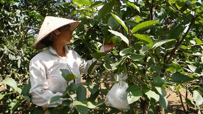 Lệ Thủy: Hướng đi mới từ trồng ổi