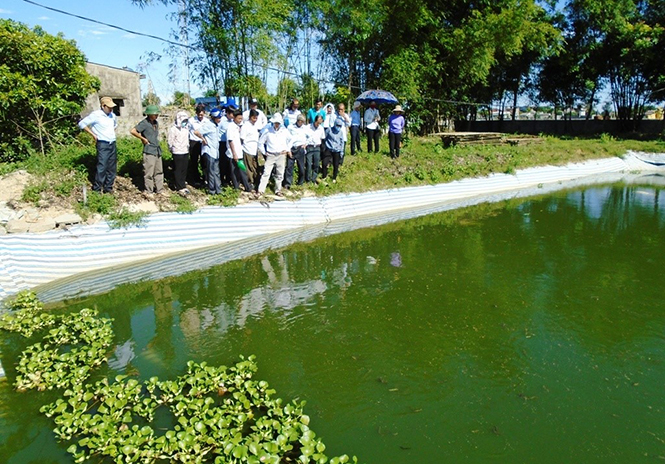 Hướng phát triển mới từ nuôi cá chạch bùn
