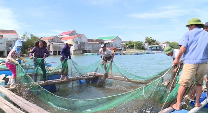 Xã Quảng Minh: Nuôi cá lồng cho hiệu quả kinh tế cao