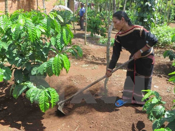 Người nghèo vùng dân tộc thiểu số được giảm một nửa lãi suất vay