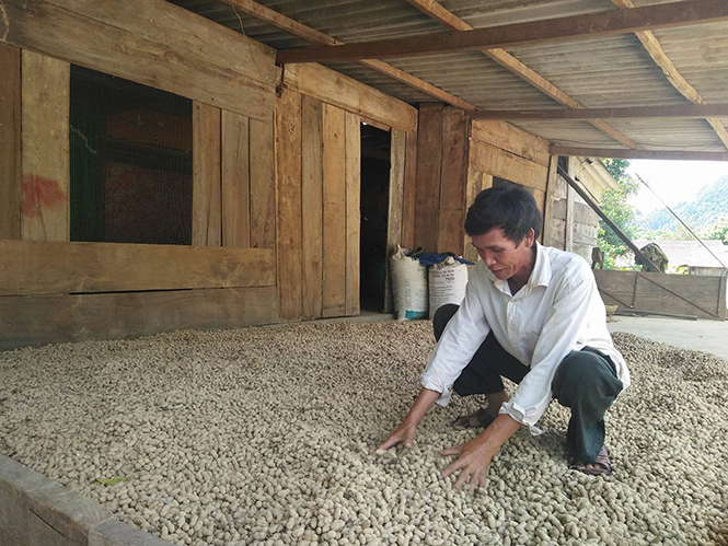 Minh Hóa: Lạc được mùa nhưng mất giá