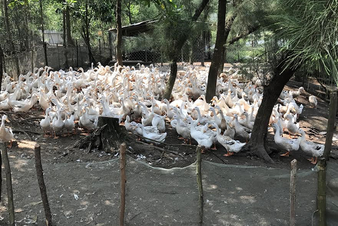 Thị xã Ba Đồn: 22 trang trại được cấp giấy chứng nhận theo tiêu chí mới