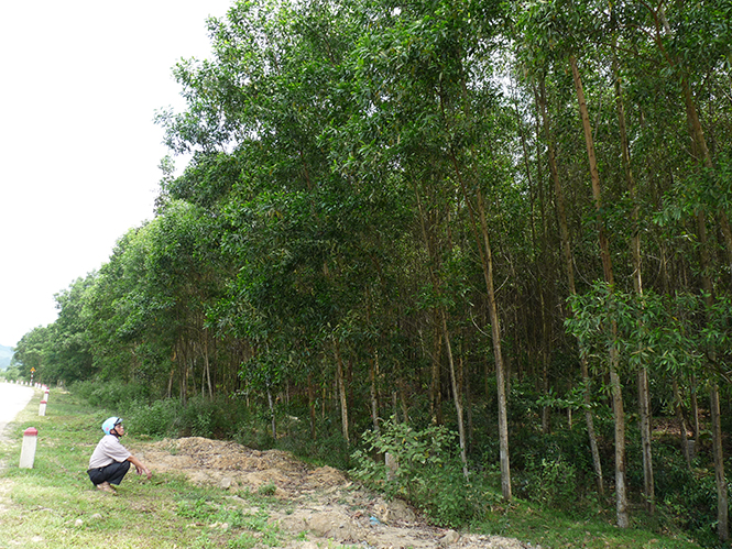 Minh Hóa: Đẩy mạnh phong trào cựu chiến binh giúp nhau giảm nghèo, làm kinh tế giỏi