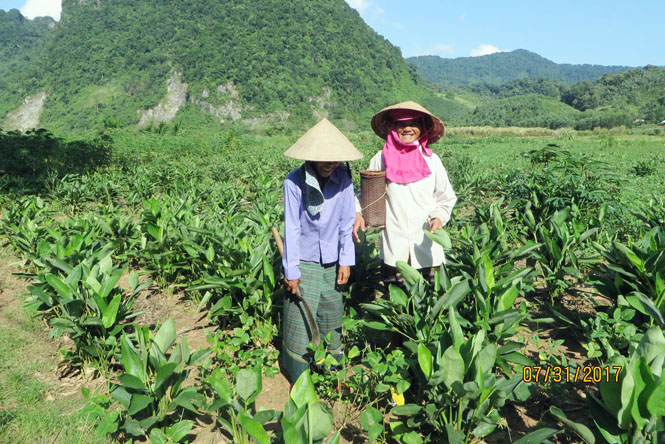 Trường Sơn: Chuyển đổi 5ha đất trồng sắn sang trồng dong riềng