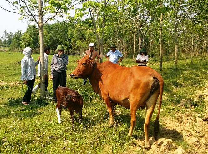 Kỳ vọng giống bò lai F1 BBB