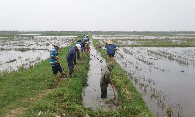 Để mô hình tổ hợp tác phát triển bền vững
