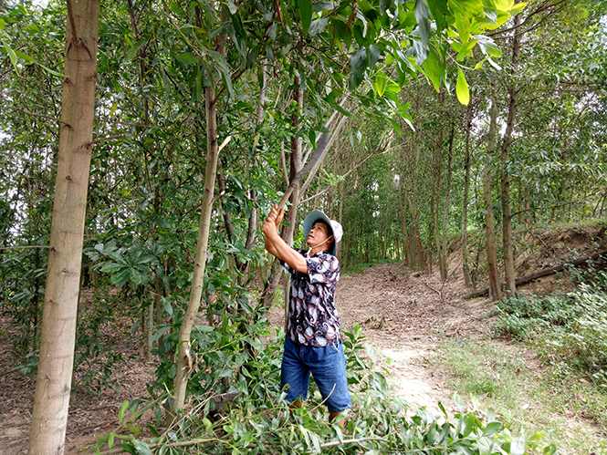 Cựu chiến binh làm kinh tế giỏi