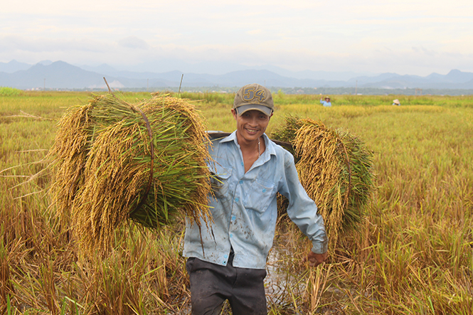 Lúa hè-thu và điều ước của nhà nông - Bài 1: "Tranh cãi" giữa lúa tái sinh và lúa hè-thu