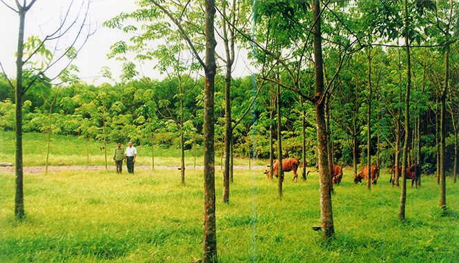 Phát huy truyền thống "Bộ đội Cụ Hồ", góp phần xây dựng huyện Lệ Thủy đạt chuẩn nông thôn mới