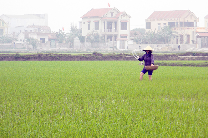Quảng Ninh: Tích cực phòng trừ bệnh cho lúa hè-thu