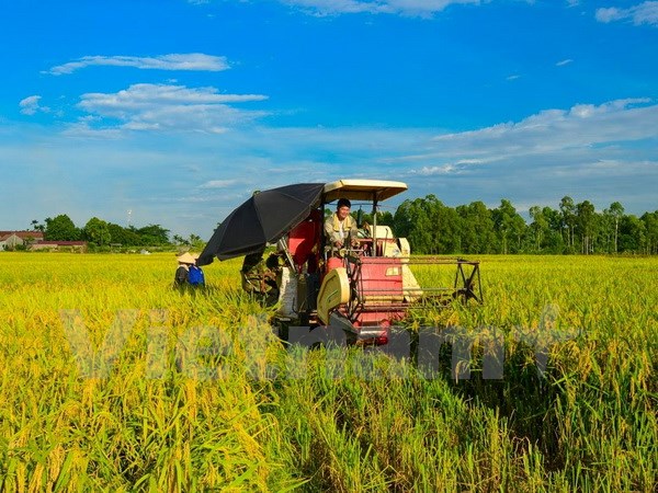 Cải cách ngành lúa gạo Việt Nam theo định hướng thị trường