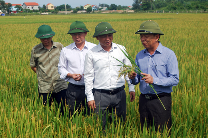 Đồng chí Chủ tịch UBND tỉnh kiểm tra tình hình sản xuất vụ hè-thu ở huyện Quảng Ninh