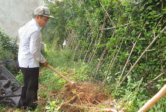 Phát triển cây dược liệu theo hướng hàng hóa
