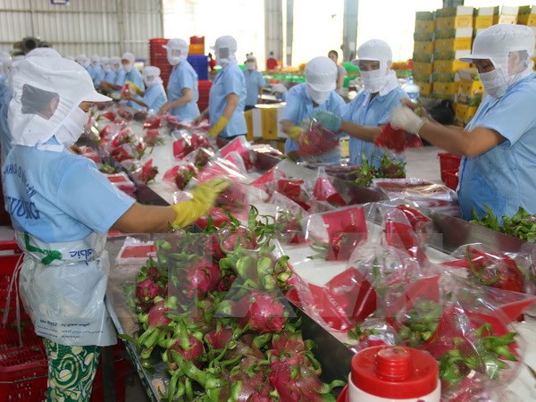 Điều kiện nghiêm ngặt để xuất khẩu thanh long sang Australia