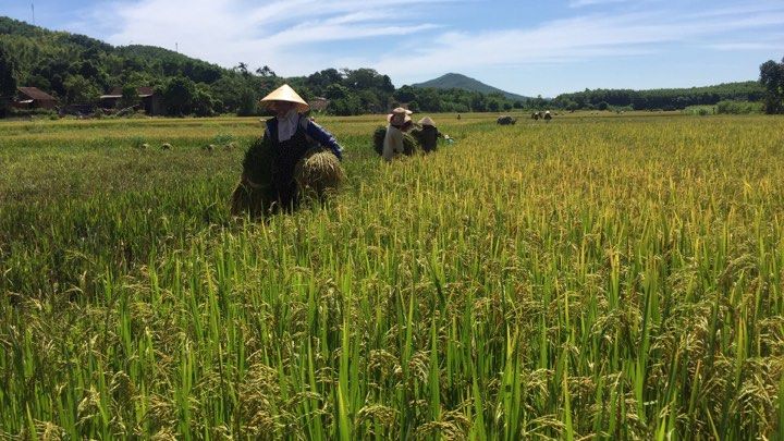 Nông dân Xuân Trạch (Bố Trạch) được mùa vụ hè-thu