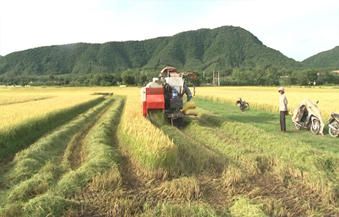 Tuyên Hóa khẩn trương thu hoạch lúa vụ hè-thu
