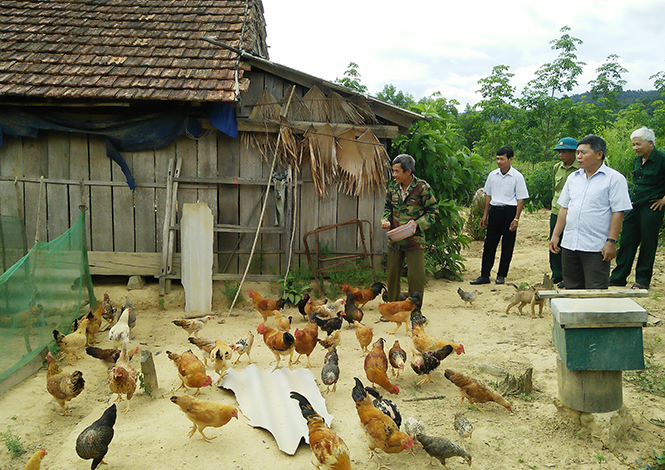 Xanh ngát vùng Vời
