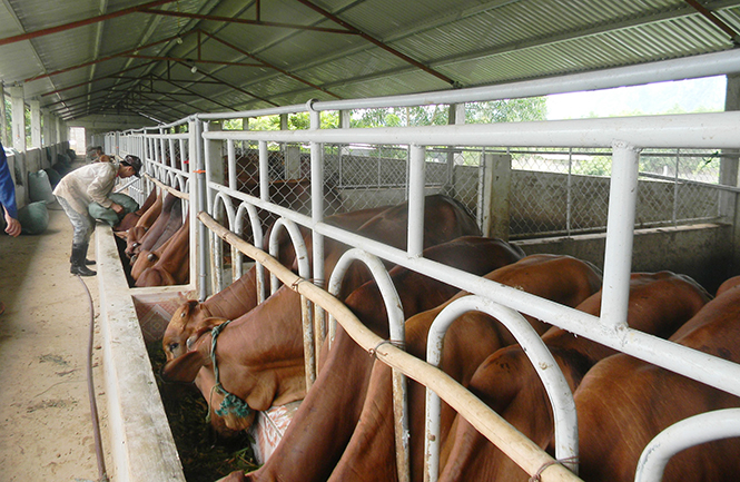 Tuyên Hoá: Hiệu quả từ dự án phát triển đàn bò lai