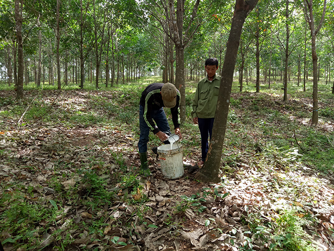 Người thương binh phủ xanh đất bạc màu