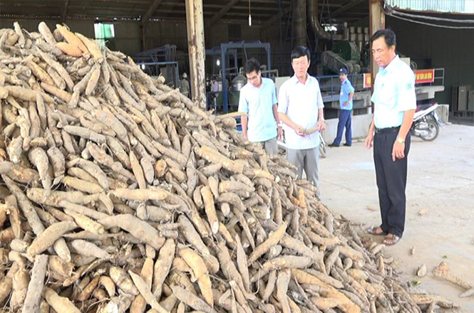 Bố Trạch: Chủ động tìm đầu ra cho sắn nguyên liệu