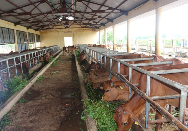 Xây dựng chuỗi liên kết bền vững trong chăn nuôi