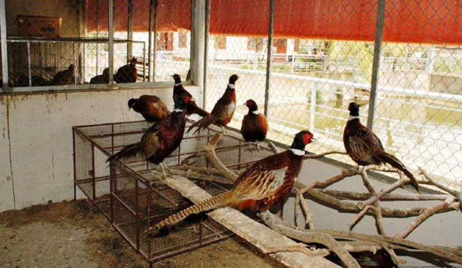 Nuôi thử nghiệm chim trĩ thương phẩm
