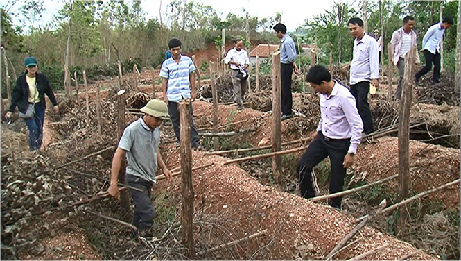 Quảng Trạch: Triển khai mô hình trồng cây hồ tiêu