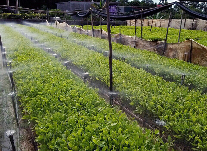 Nâng cao chất lượng giống cây trồng lâm nghiệp