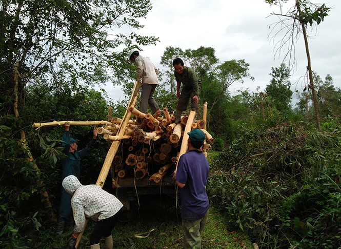 Sau bão, tập trung xử lý rừng