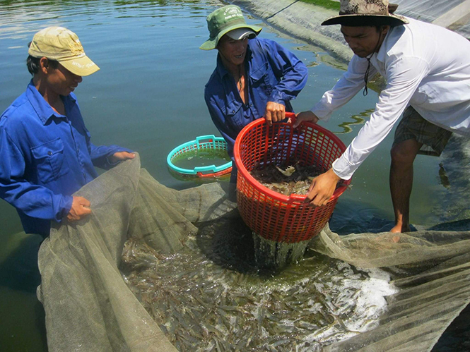 Quảng Ninh: Sản lượng đánh bắt và nuôi trồng thủy sản đạt 2.856 tấn
