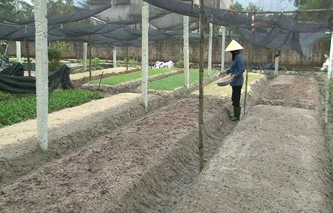 Quyết tâm... trồng rau sạch