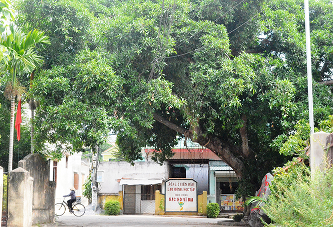Cổ thụ của làng