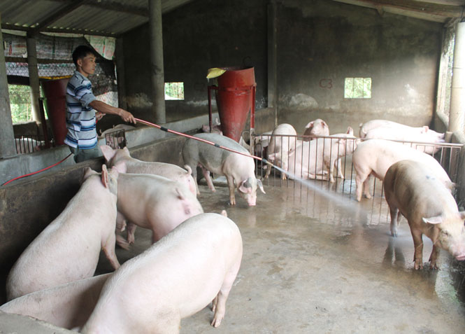 Tăng cường phòng, chống bệnh lở mồm long móng gia súc